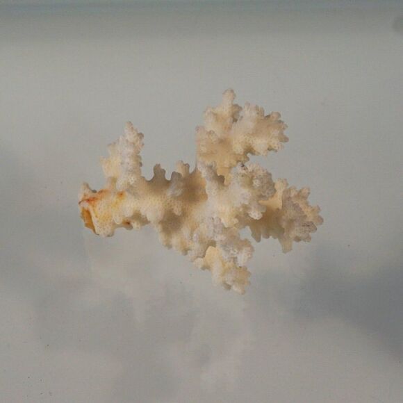 Corals Lot Natural Sea Corals Decorative Display Aquarium - Picture 3 of 6